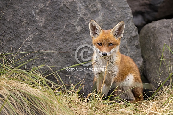 Young red fox cub in nature Young red fox cub in nature