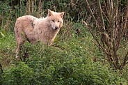 Arctic Wolf Standing In Long Grass