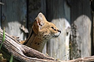 Serval Profile Close Up