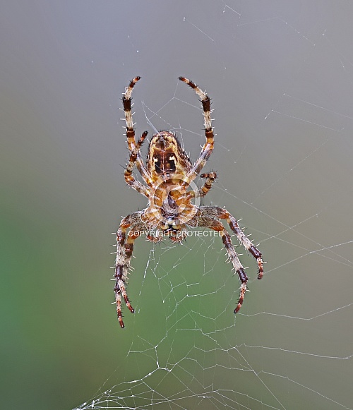 Garden Orb Spider