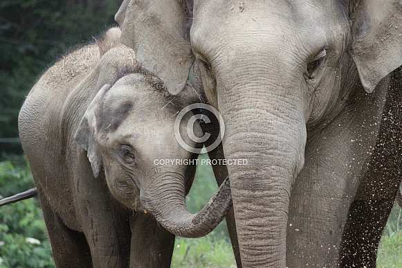 Bonding Family Bonding Family