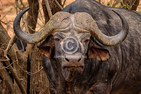 Cape Buffalo Cape Buffalo