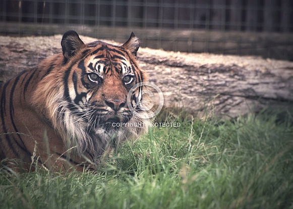Watching Tiger