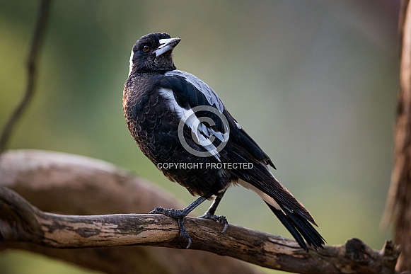 Australian Magpie