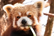 Red Panda Close Up Face Shot Eating