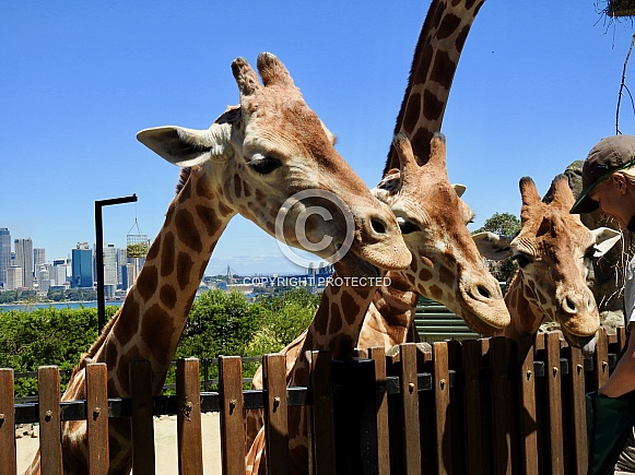 Giraffes