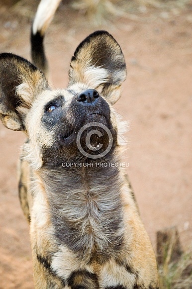 African wild dogs