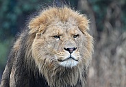 African Lion