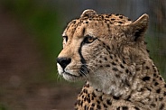 Cheetah Head Shot Looking Sideways