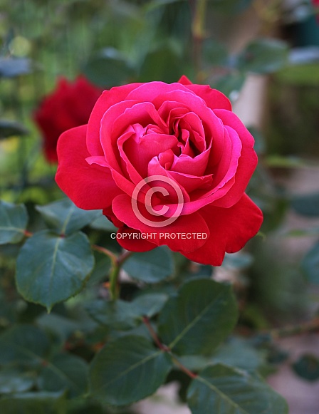 Crimson Rose Crimson Rose
