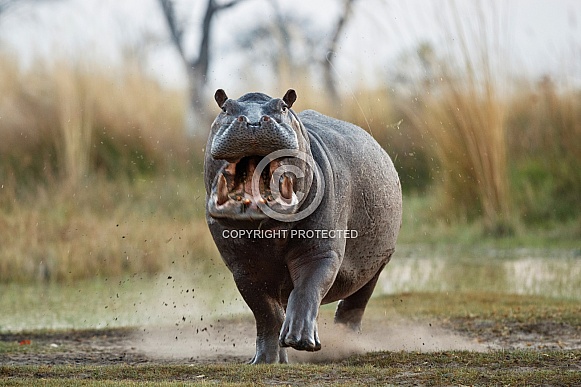 Aggressive hippo male fake attack