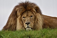 African Lion