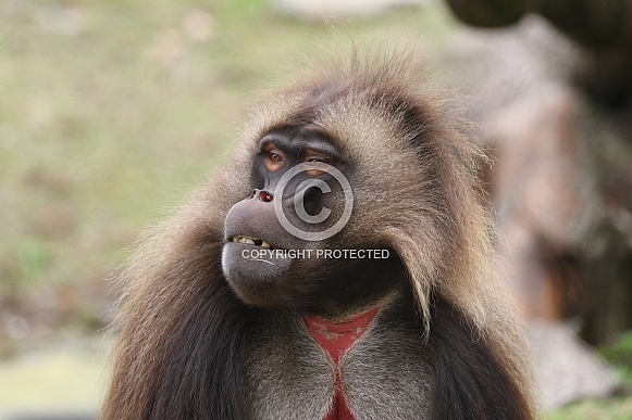 gelada