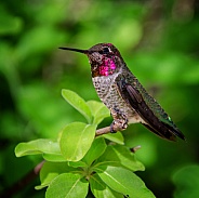 Hummingbird - Juvenile Anna's