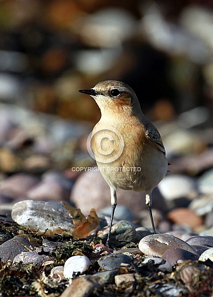 Wheatear female