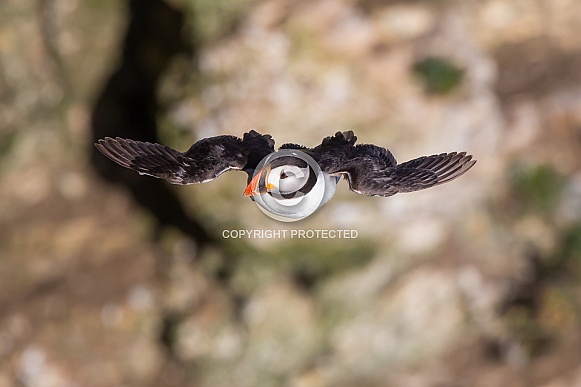 Puffin