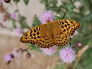 Silver-washed fritillary, female