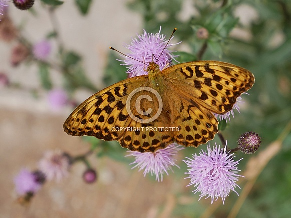 Silver-washed fritillary, female