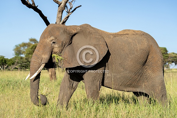 Elephant in the tall grass Elephant in the tall grass