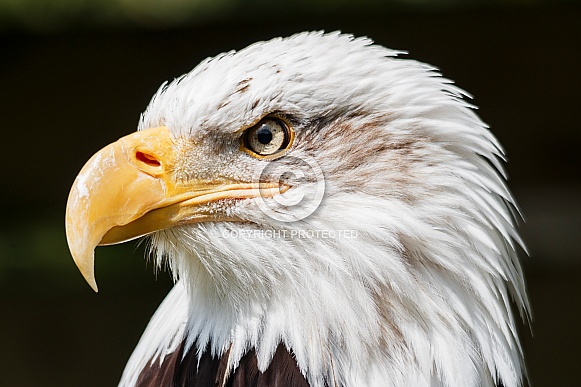 Bald Eagle Profile Shot