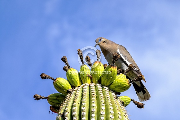 White-Winged Dove White-Winged Dove