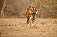 Beautiful tiger in the nature habitat. Tiger pose in amazing light. Wildlife scene with wild animal. Indian wildlife. Indian tiger. Panthera tigris tigris.