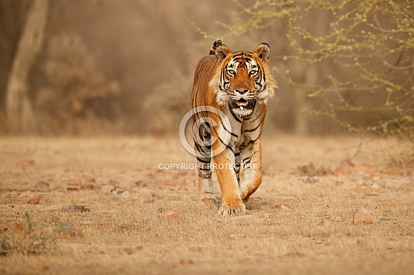 Beautiful tiger in the nature habitat. Tiger pose in amazing light. Wildlife scene with wild animal. Indian wildlife. Indian tiger. Panthera tigris tigris.