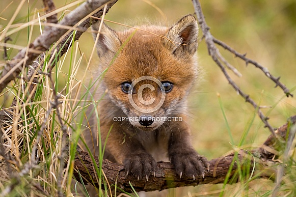 Red fox cubs