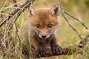 Red fox cubs