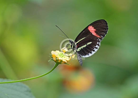 Postman Butterfly Postman Butterfly