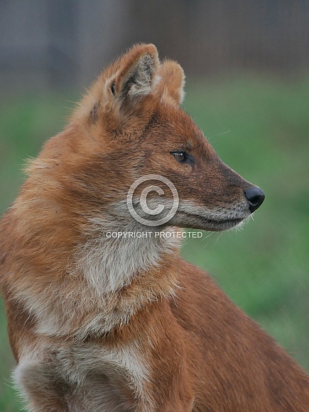 Dhole