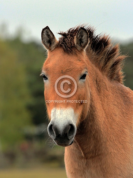 Przewalski