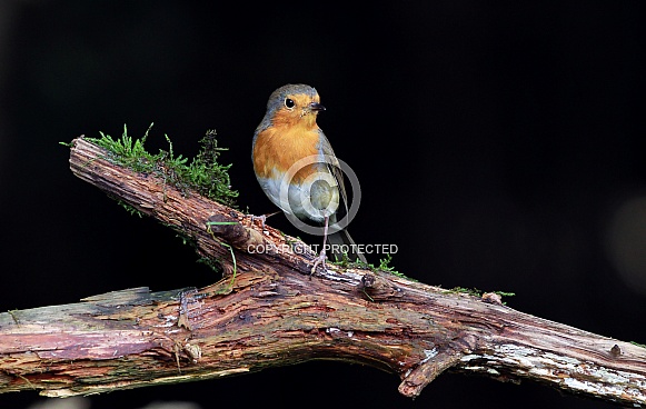 European Robin