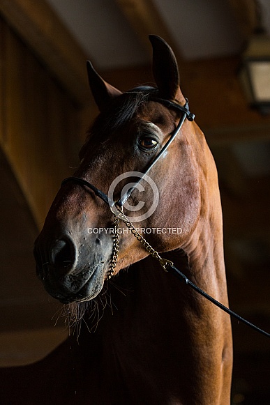 Lusitano Horse