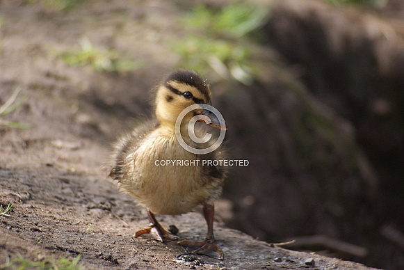 Mallard Duckling