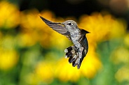 Hummingbird-Anna Dance