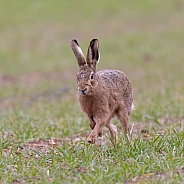 Brown Hare