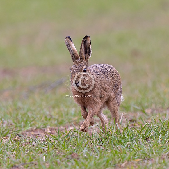 Brown Hare
