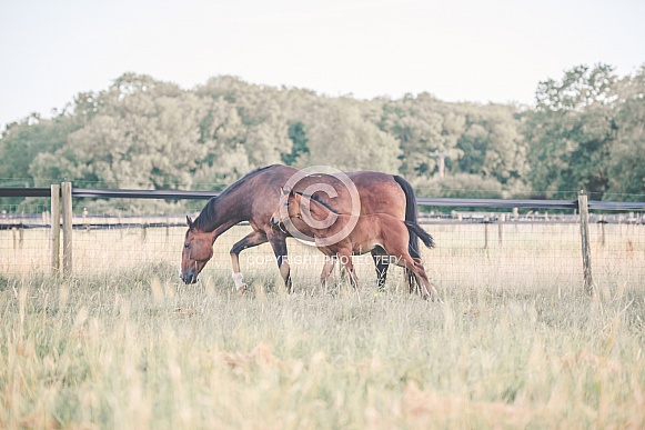 Bay Mare and filly Foal