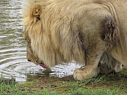 Thirsty Lion