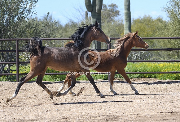 Two young Arabian horses running and playing