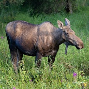 Cow moose in the grass