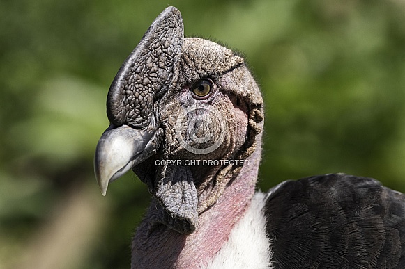 Andean Condor Male Close Up