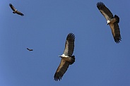 Cape Vultures (Gyps coprotheres) circle over a kill