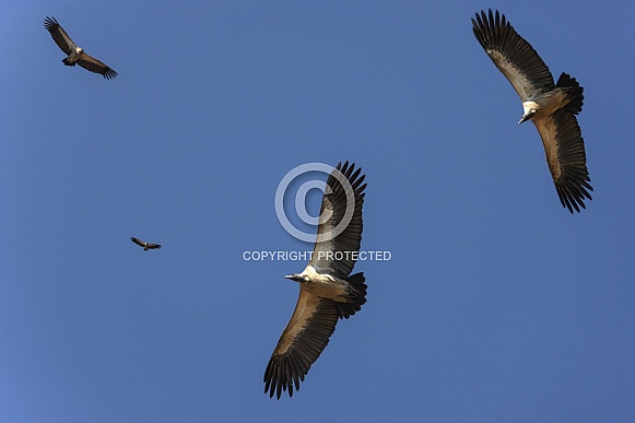 Cape Vultures (Gyps coprotheres) circle over a kill
