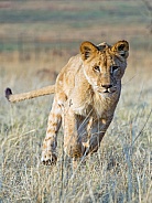 Young Lion Running