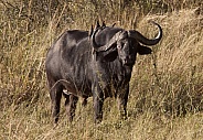 Cape Buffalo - Botswana