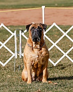 Mastiff waiting for a recall during agility