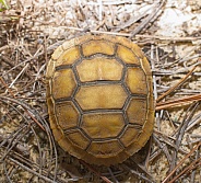 Hatchling wild Florida gopher tortoise - Gopherus polyphemus in habitat in situ