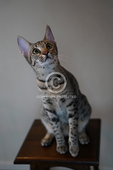 Savannah Cat